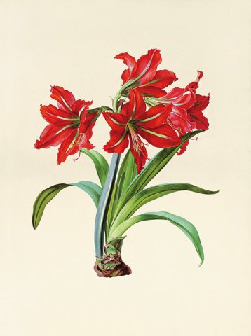 gruber amaryllis
